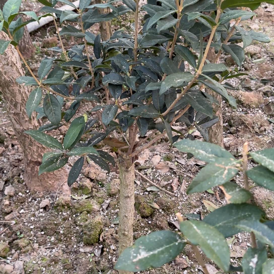 人**梦桂花。八月桂系列