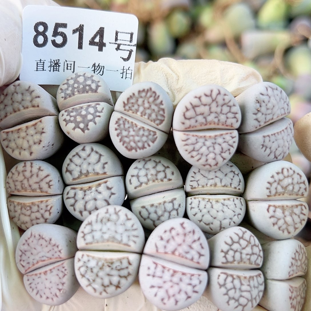 8514 好养易活生石花大母本15个