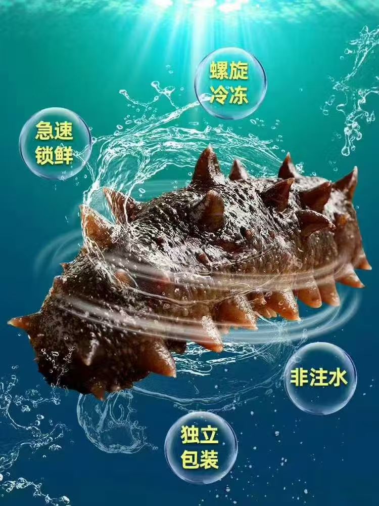 大连即食海参（去内脏）8-10个头/每斤