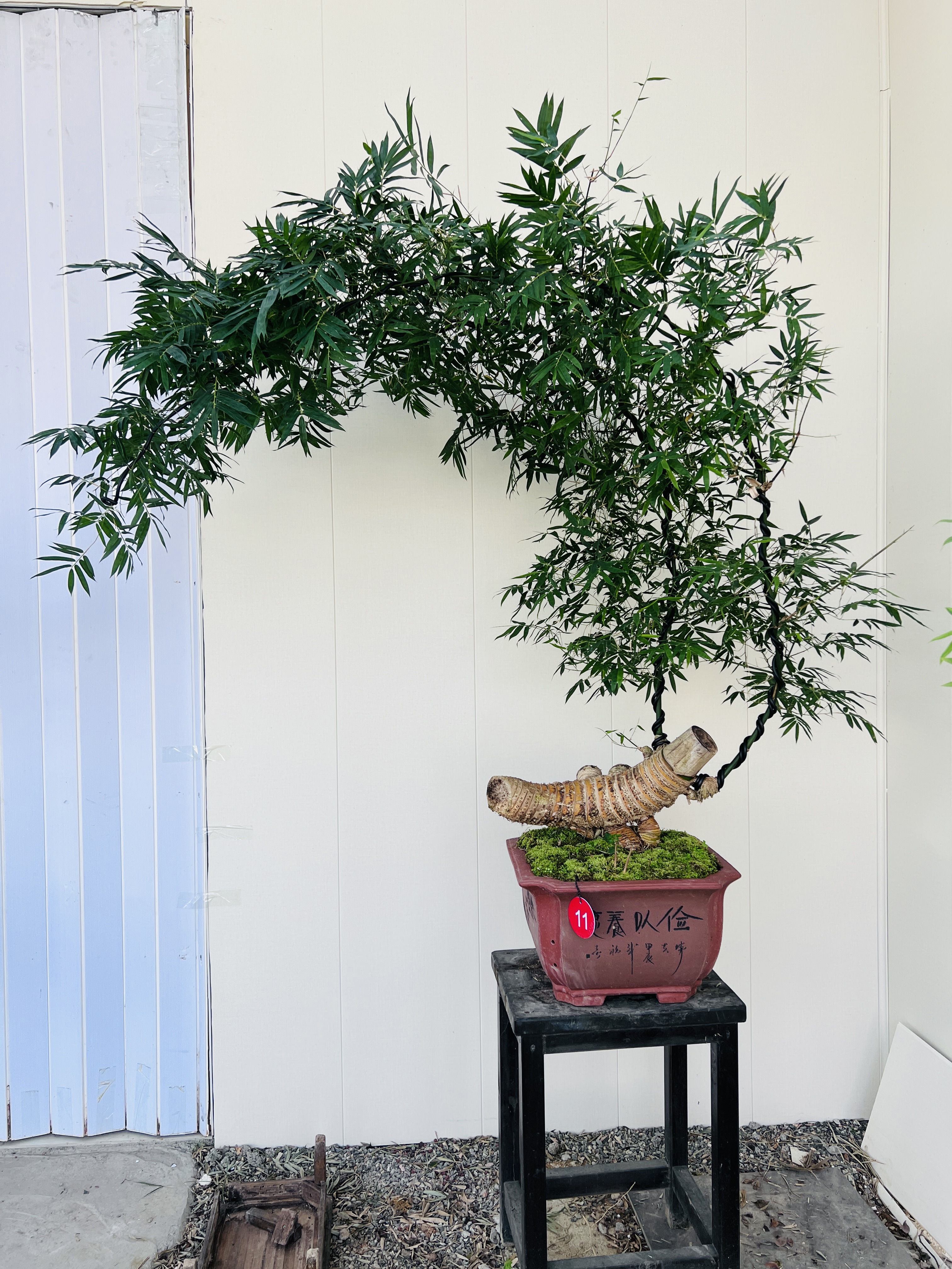 小叶簕竹连体怪桩高一米八冠幅一米九