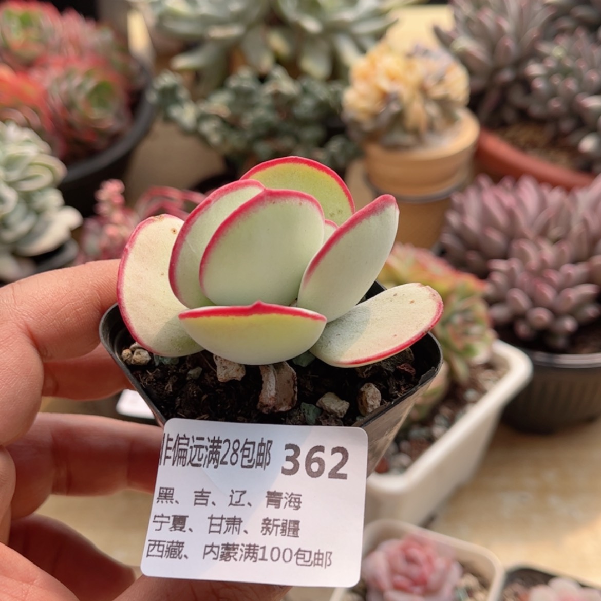 【闪购商品】362白眉