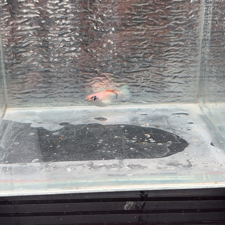 孔雀鱼玛丽鱼一条红头崽