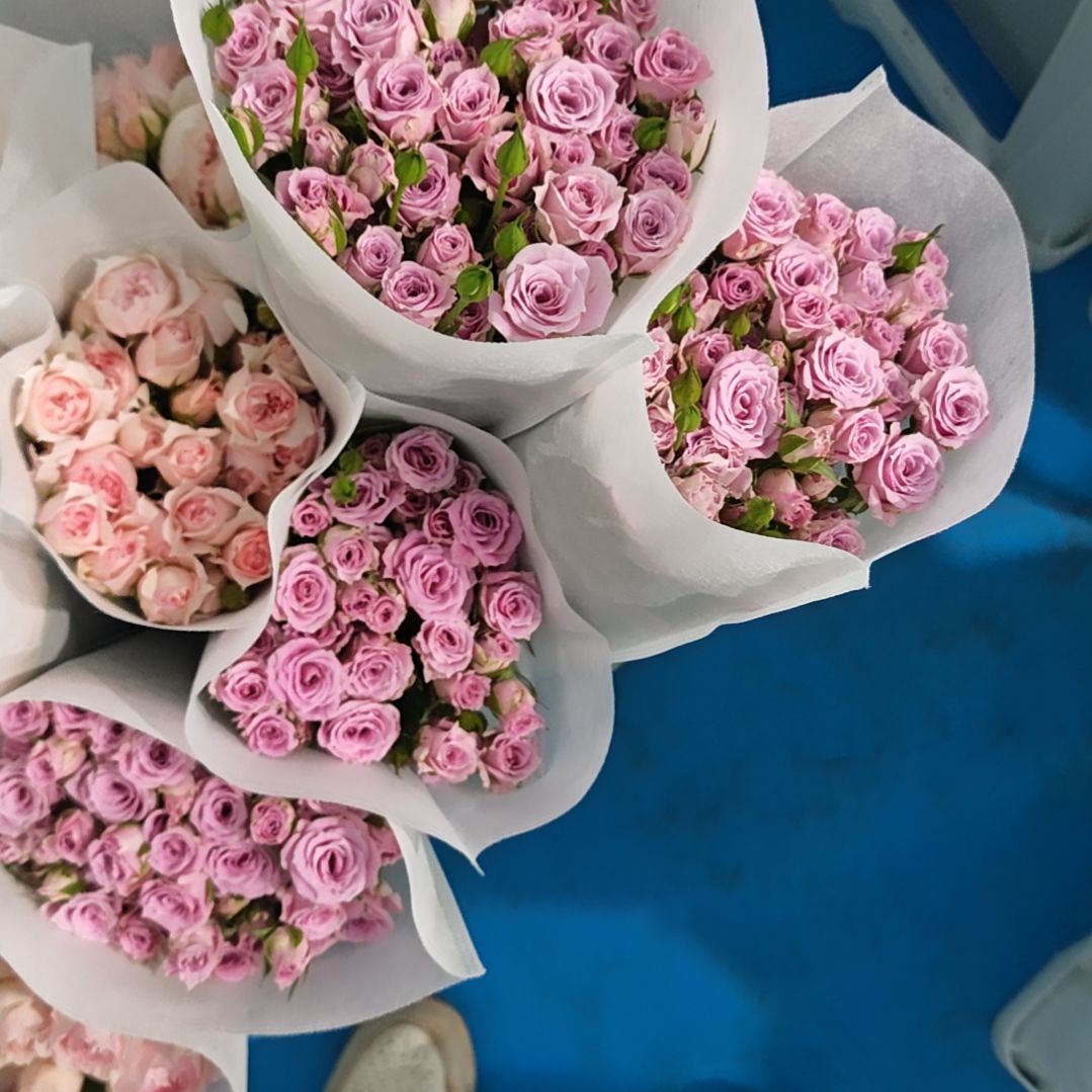 完全开放紫粉色自育品种