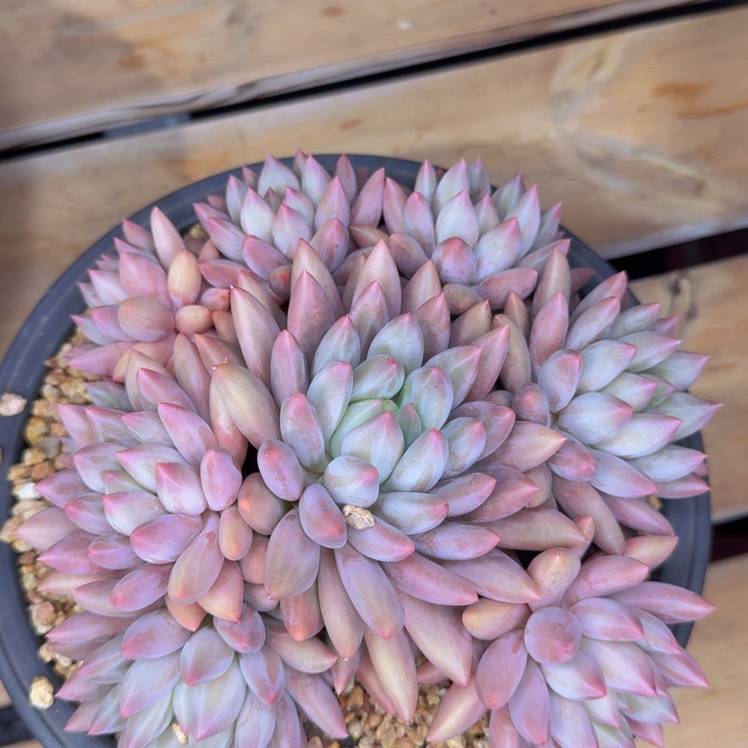 多肉植物的生长发育和