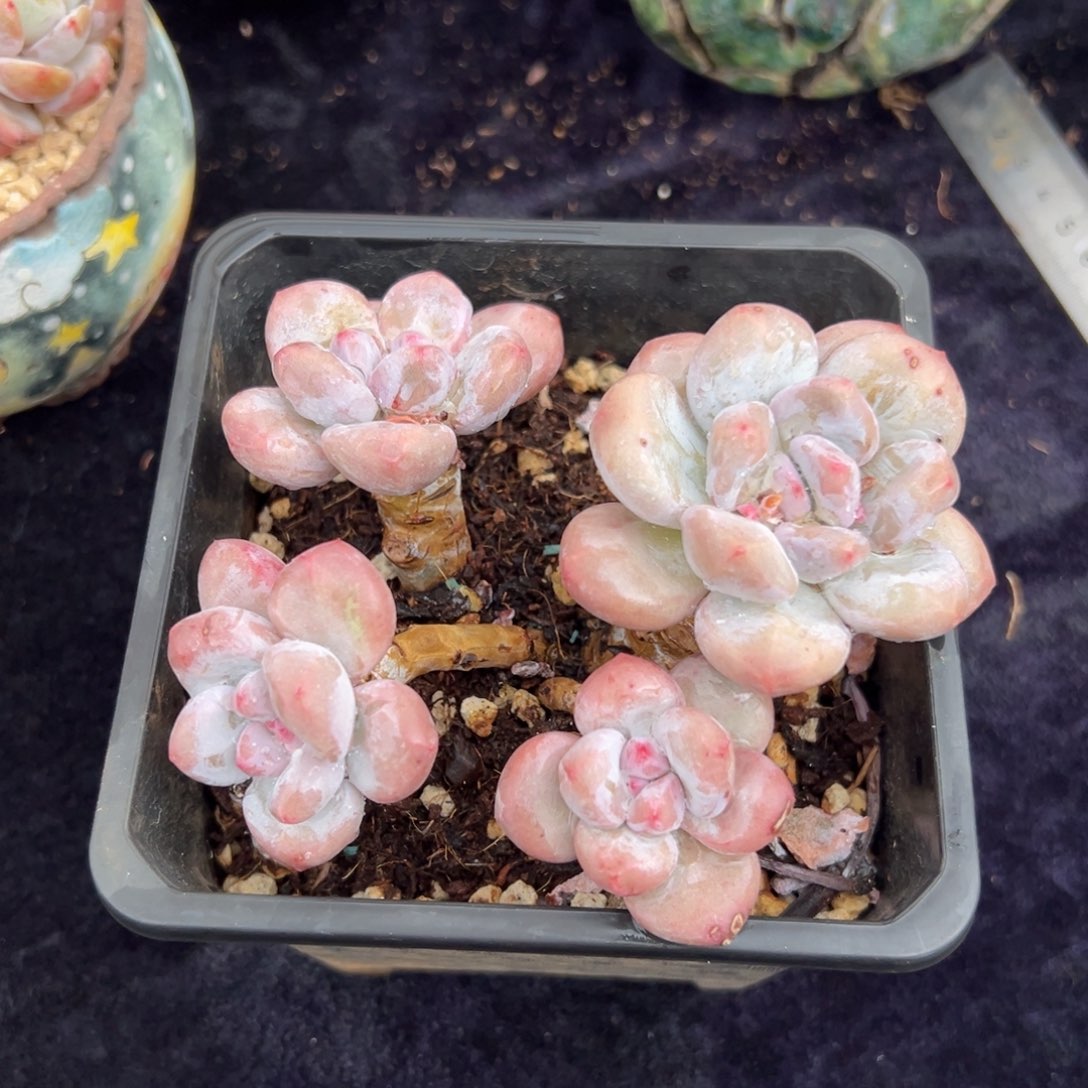 新年快乐 新年快乐