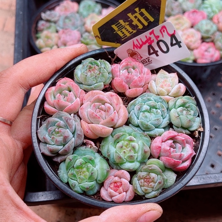 多肉植物多肉植物