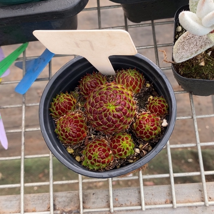 伯克利和格蕾纳等著名音乐家