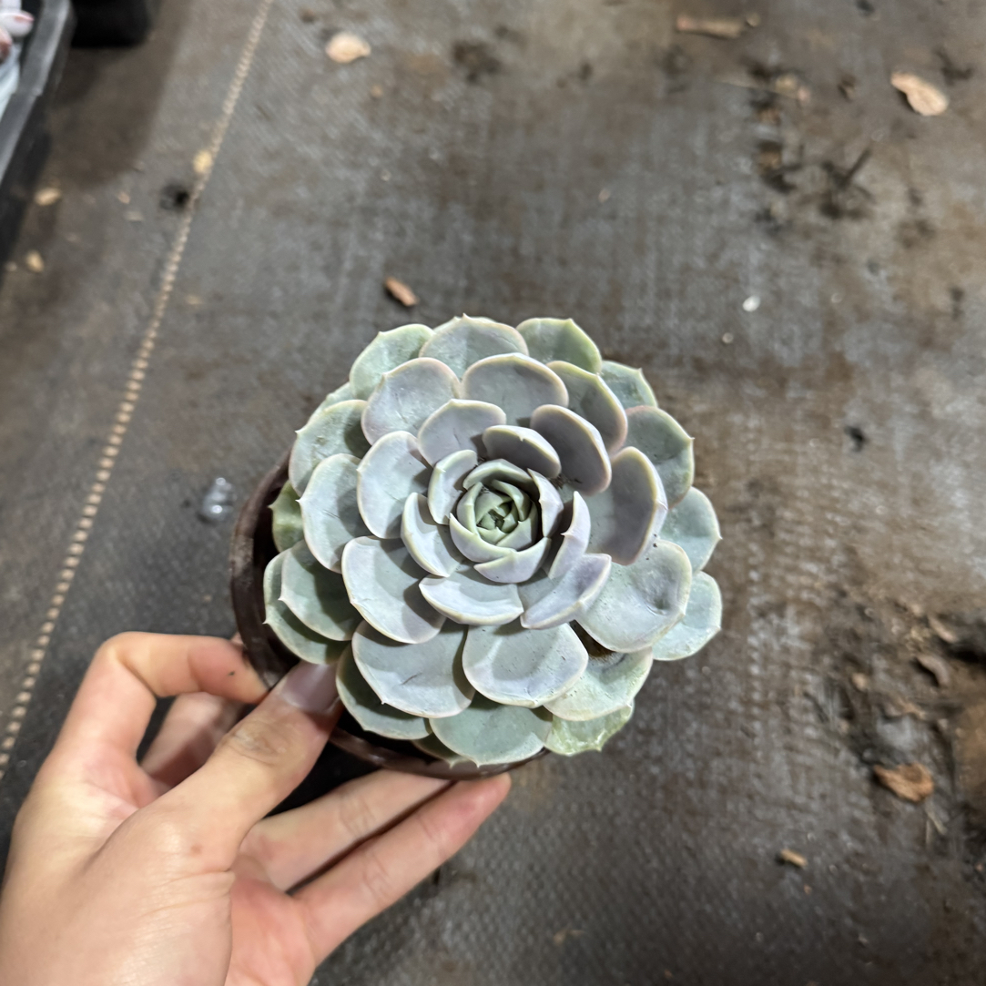 【任意两单包邮】蓝色惊喜阳台办公室庭院老桩盆栽多肉植物绿植冰玉