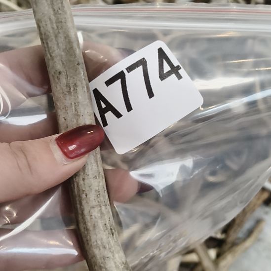 概***药鹿角鹿角鹿角鹿角鹿角鹿角