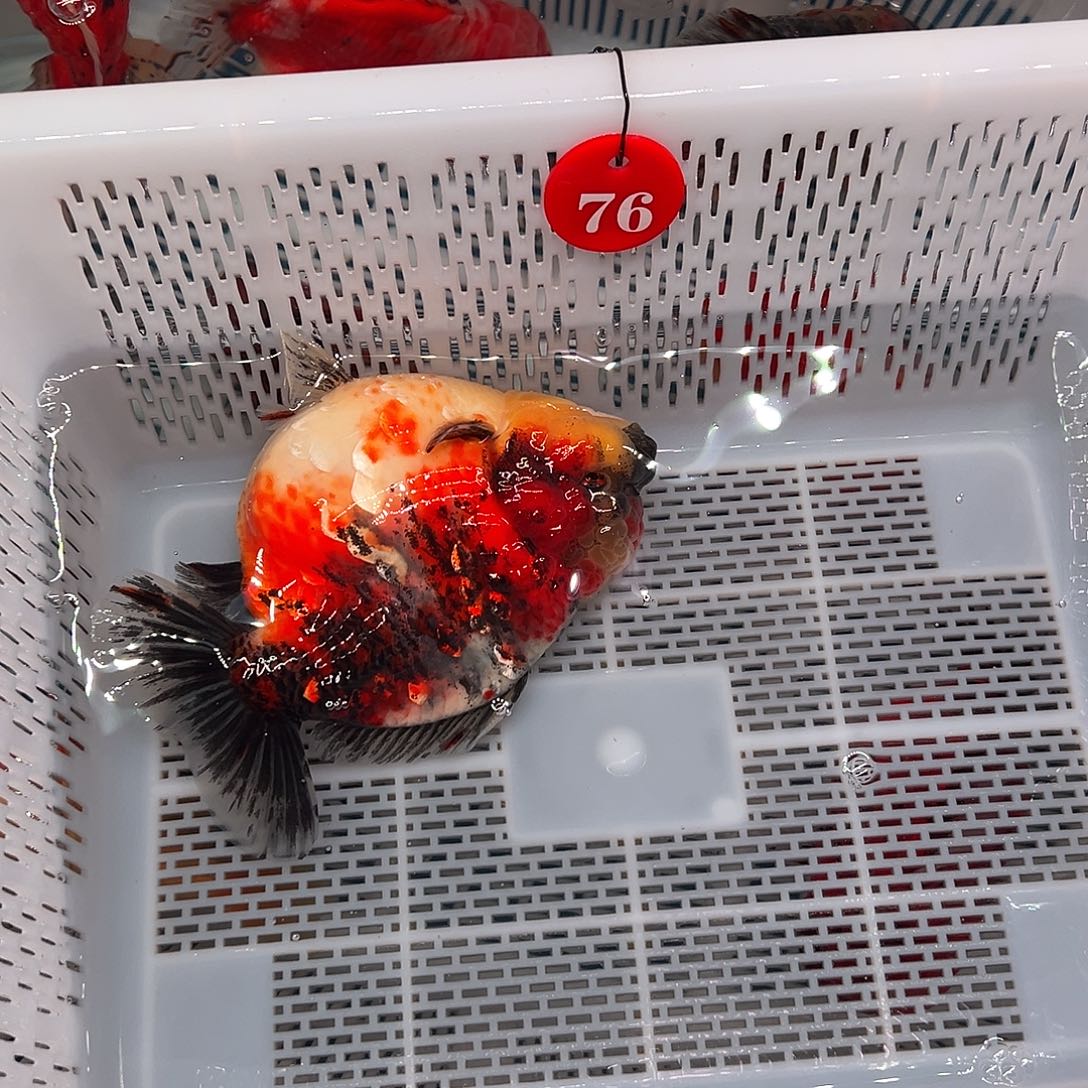 F***n抖音上的小伙伴们都在说我