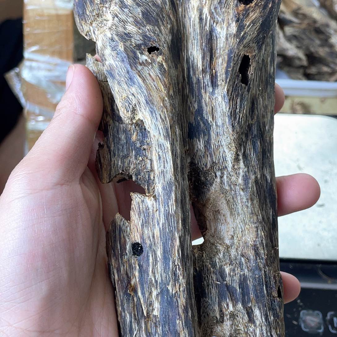 木绿奇楠原材料虫漏95克