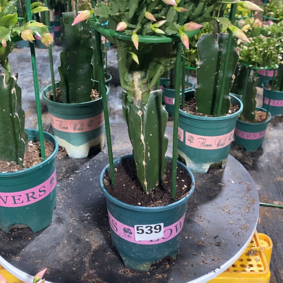 【闪购商品】完全开放更**渡539嫁接2099