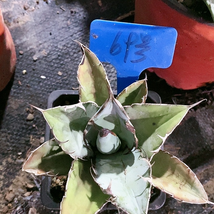 【闪购商品】无花朵龙舌兰蓝肌仁王冠