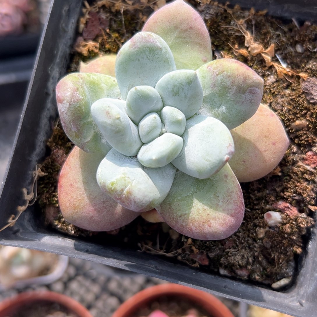 拇指仙女杯（满38包邮）多肉