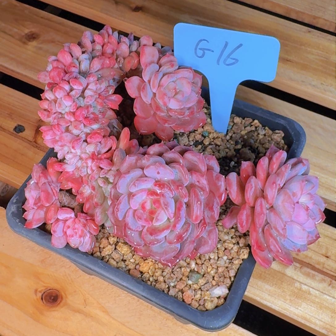 ?****?多肉植物的生长发育