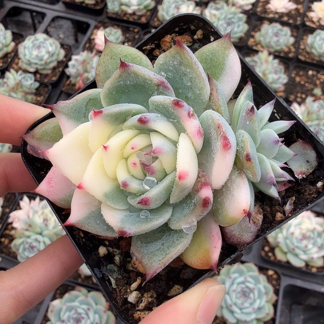 吉娃娃锦，多肉植物