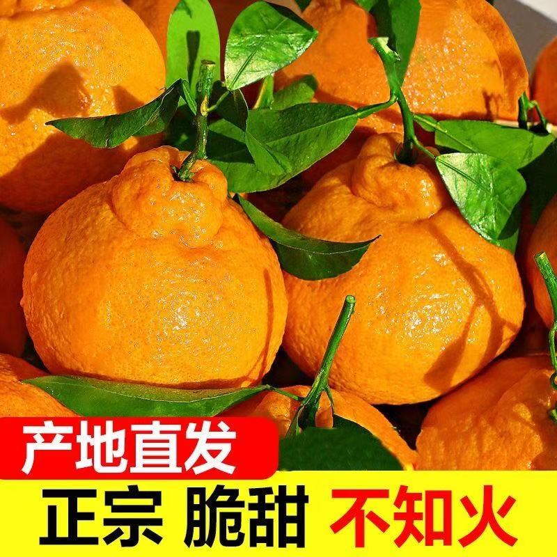 四川【不知火】丑橘丑八怪新鲜多汁香甜橘子当季水果