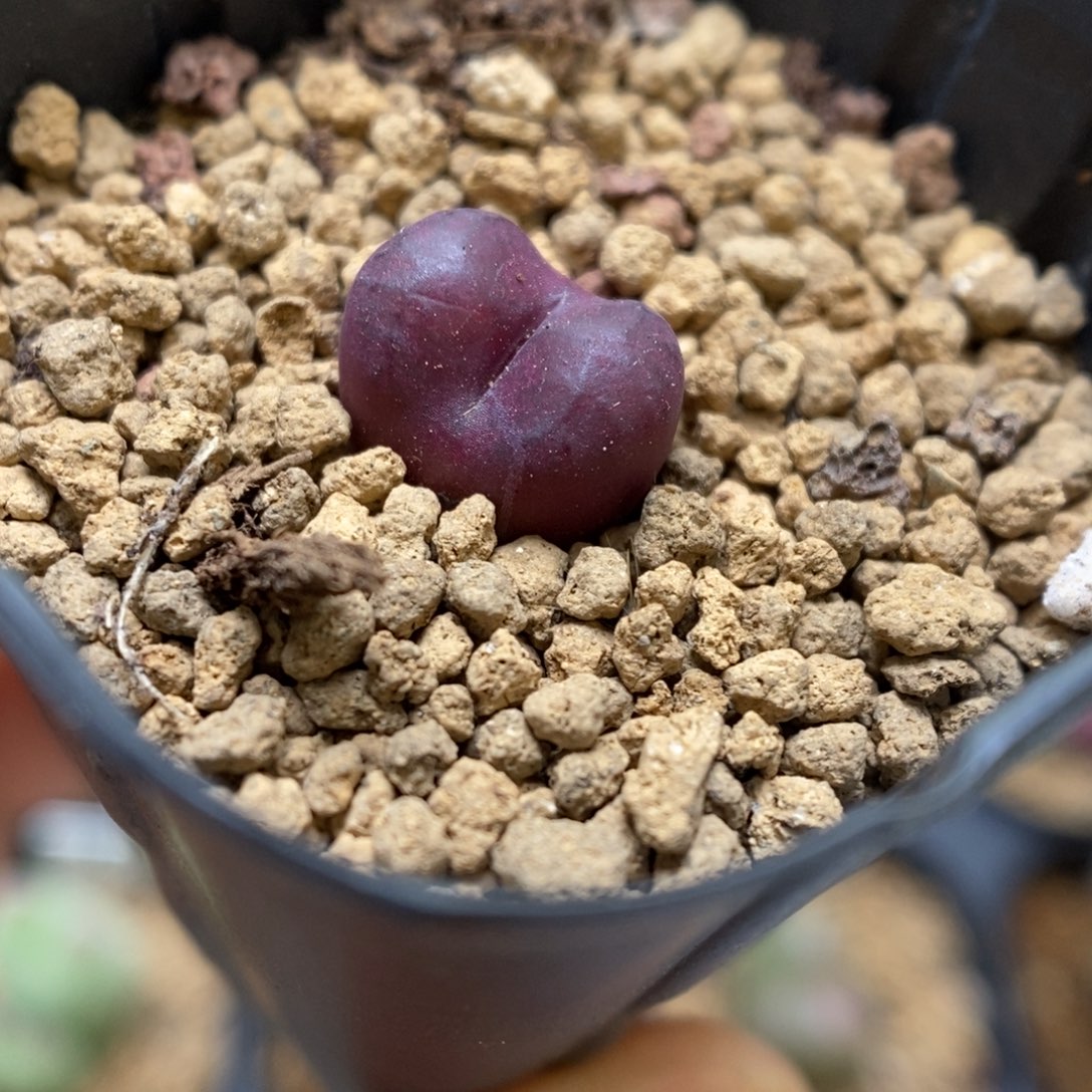 多肉植物肉锥杂交K-3124