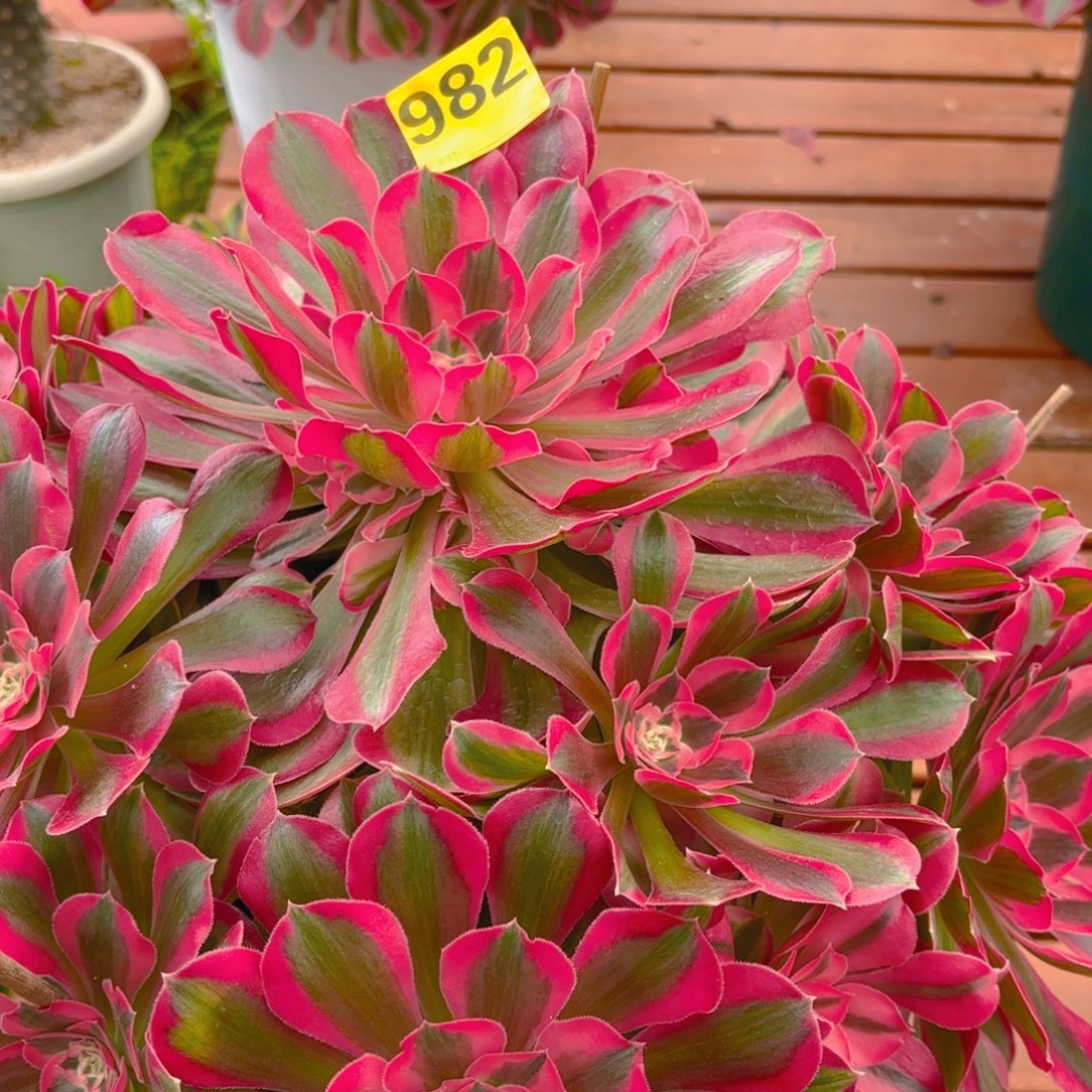 用***子982 123456 布伽迪