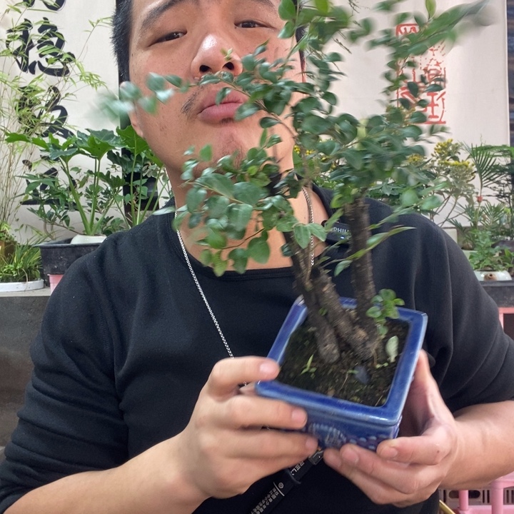 以实际为准盆栽盆景绿植133