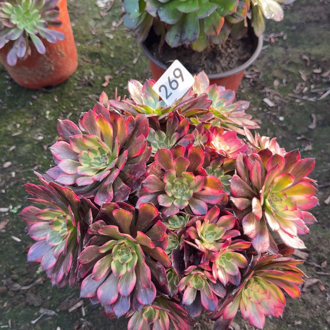 眼花法师多肉269号法师多肉