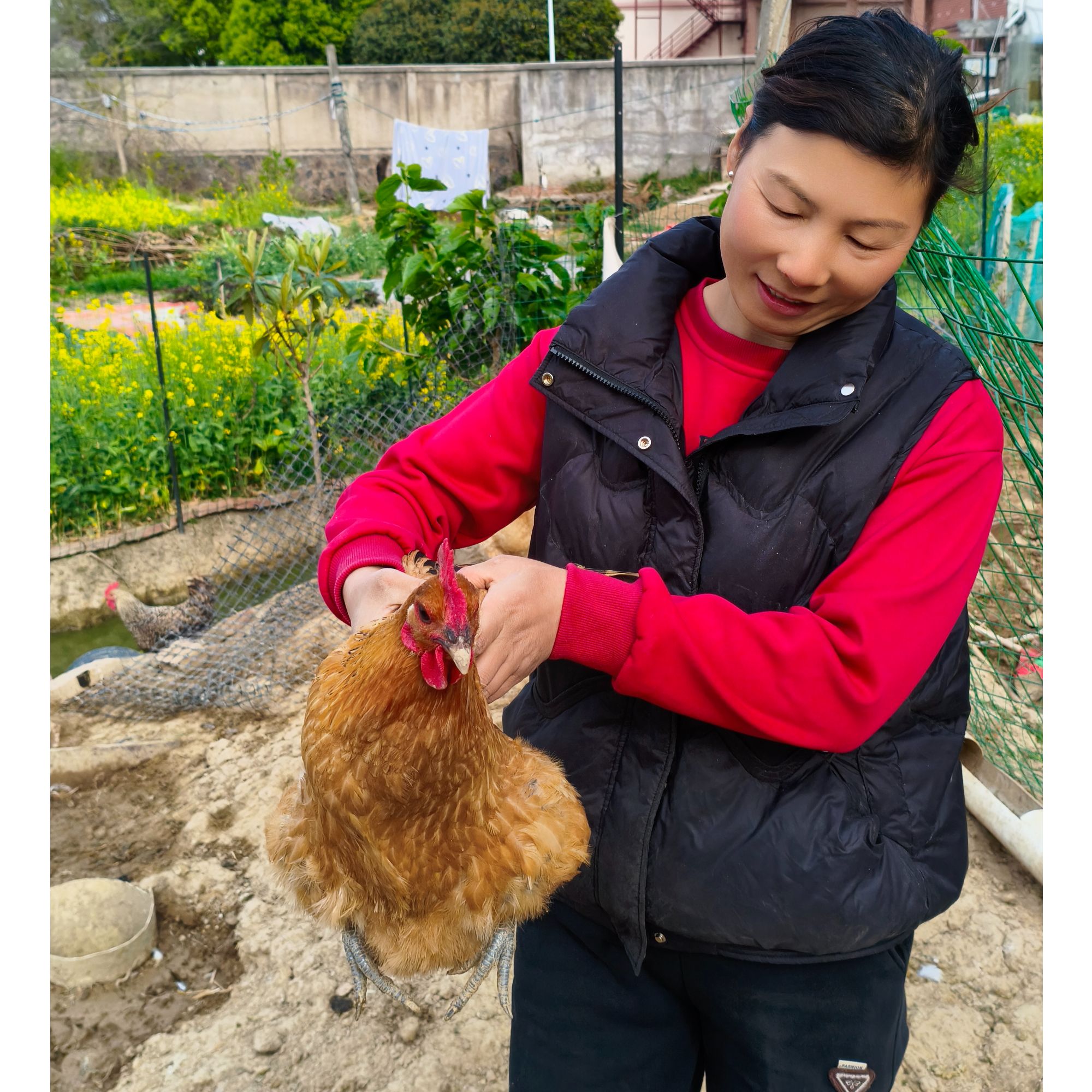 农户散养老母鸡1只称重，一单一拍