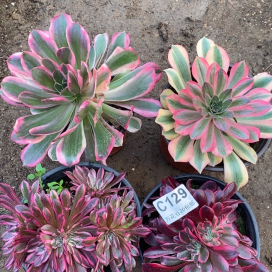 129四棵多肉植物