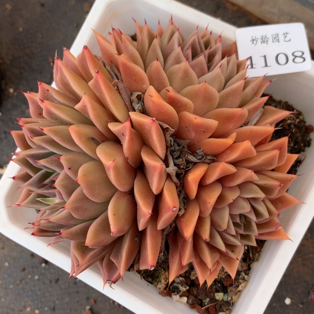 4108杂交多肉植物