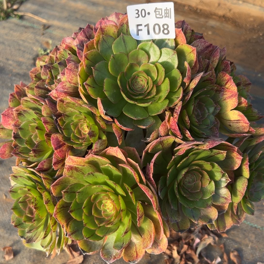 108万拉丝多肉法师