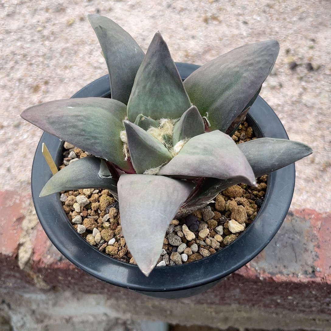 实生紫皮基因青瓷牡丹