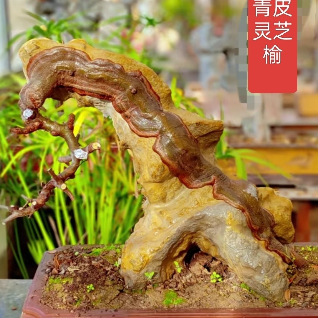 河南绿皮灵芝榆叶树杯苗叶片厚实较小包边效果好大师培养稳定性好