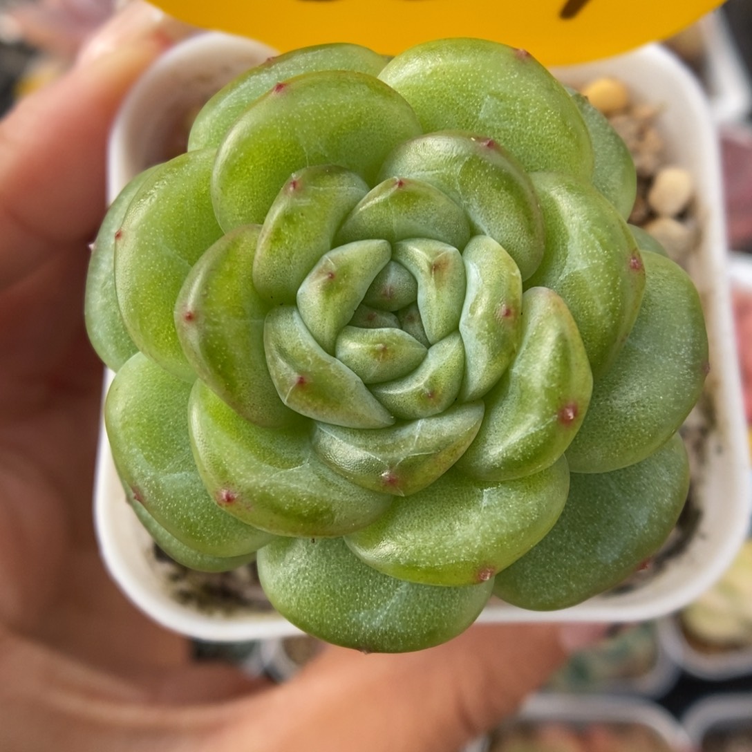 叠叶灯泡心珍妮可拍5517号