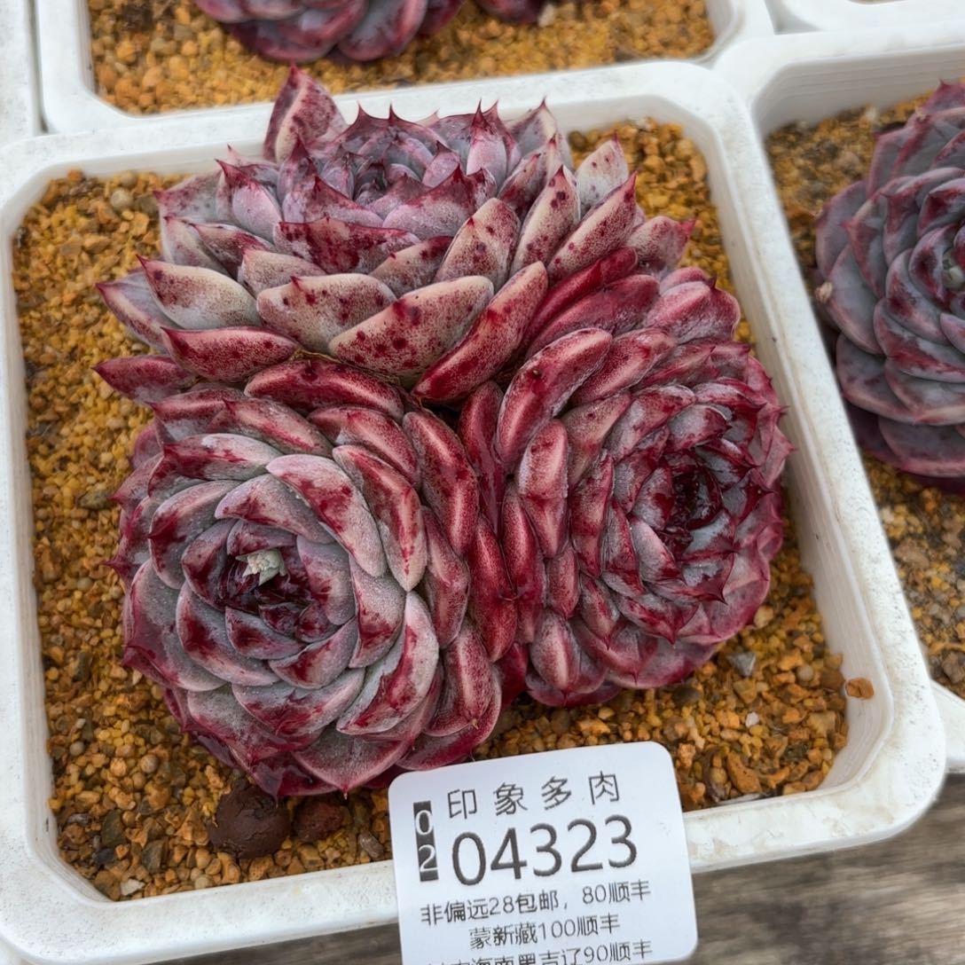 多肉植物04323fghggg