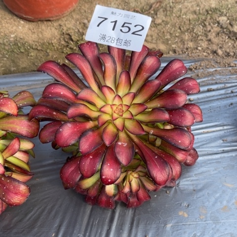 魅力多肉多肉7151