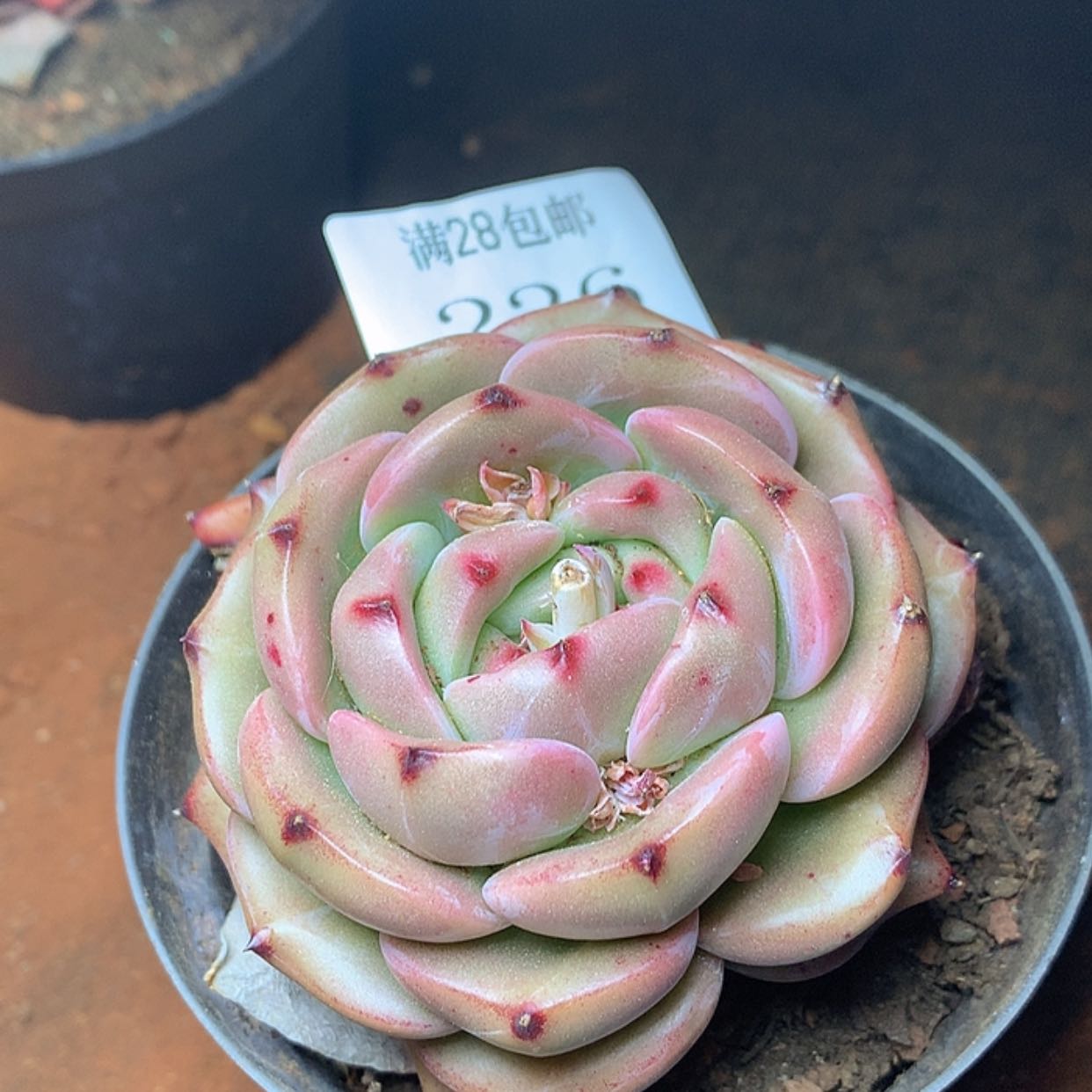 【闪购商品】云226号