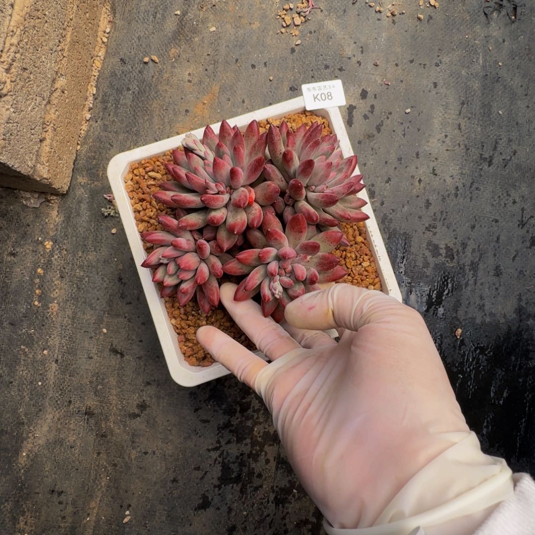 k k k k k k k k 8