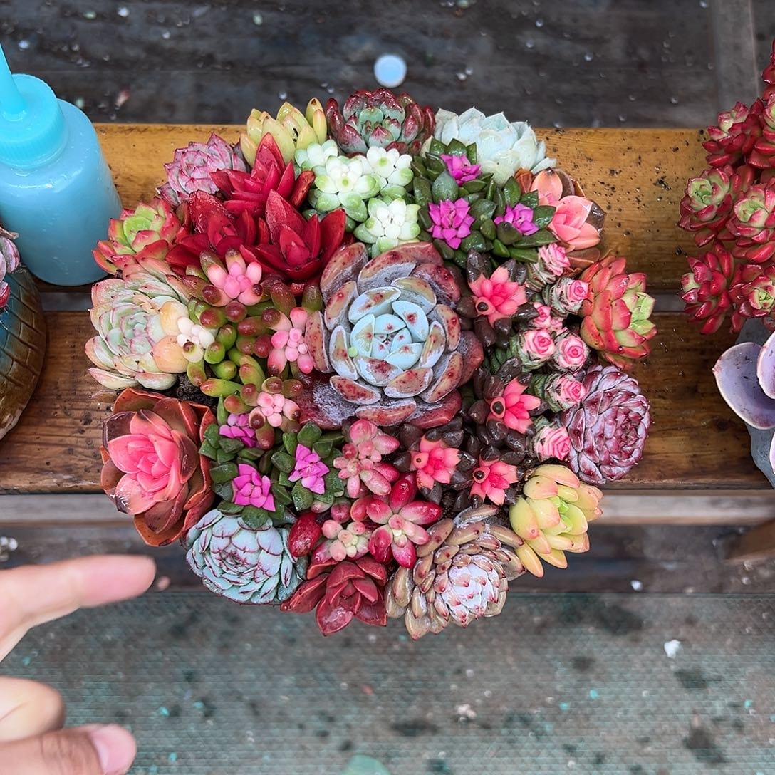 聚宝盆花园多肉组合花园