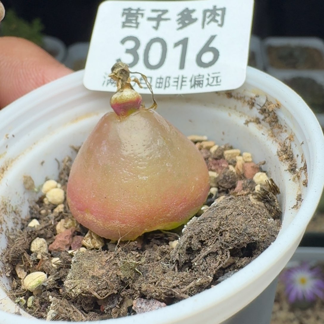 有瑕疵。             