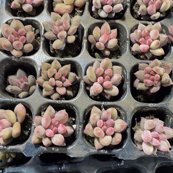 小虞美人1元带土发货