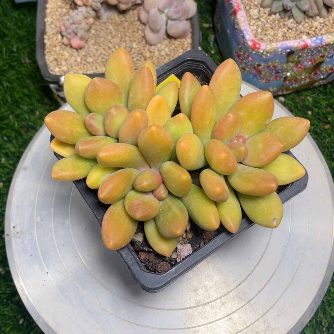 老桩芒果奶多肉植物