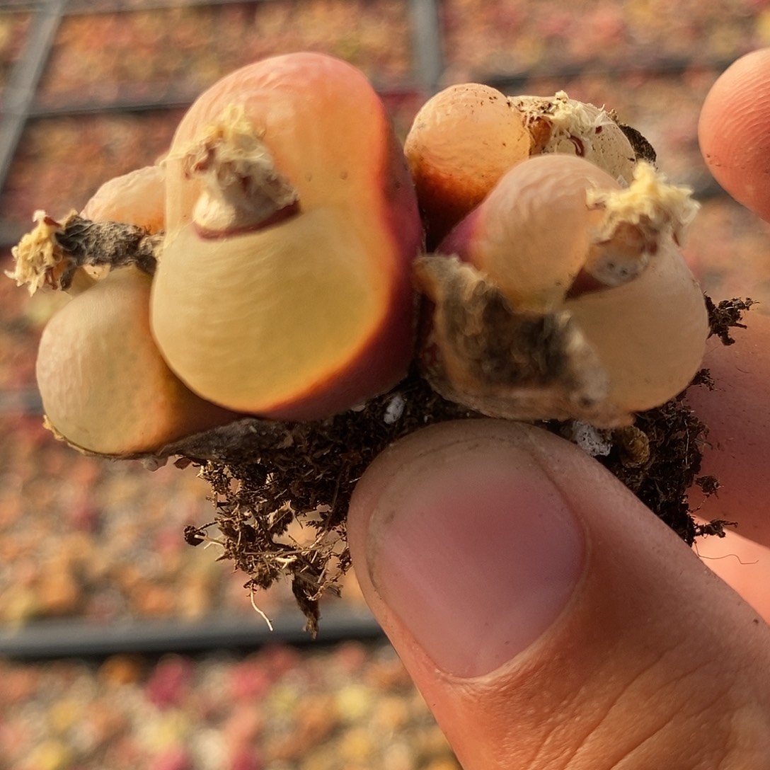 24114荔枝窗四头一颗。   