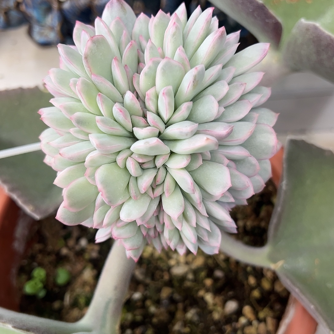 雨燕作锦嫁接多肉植物