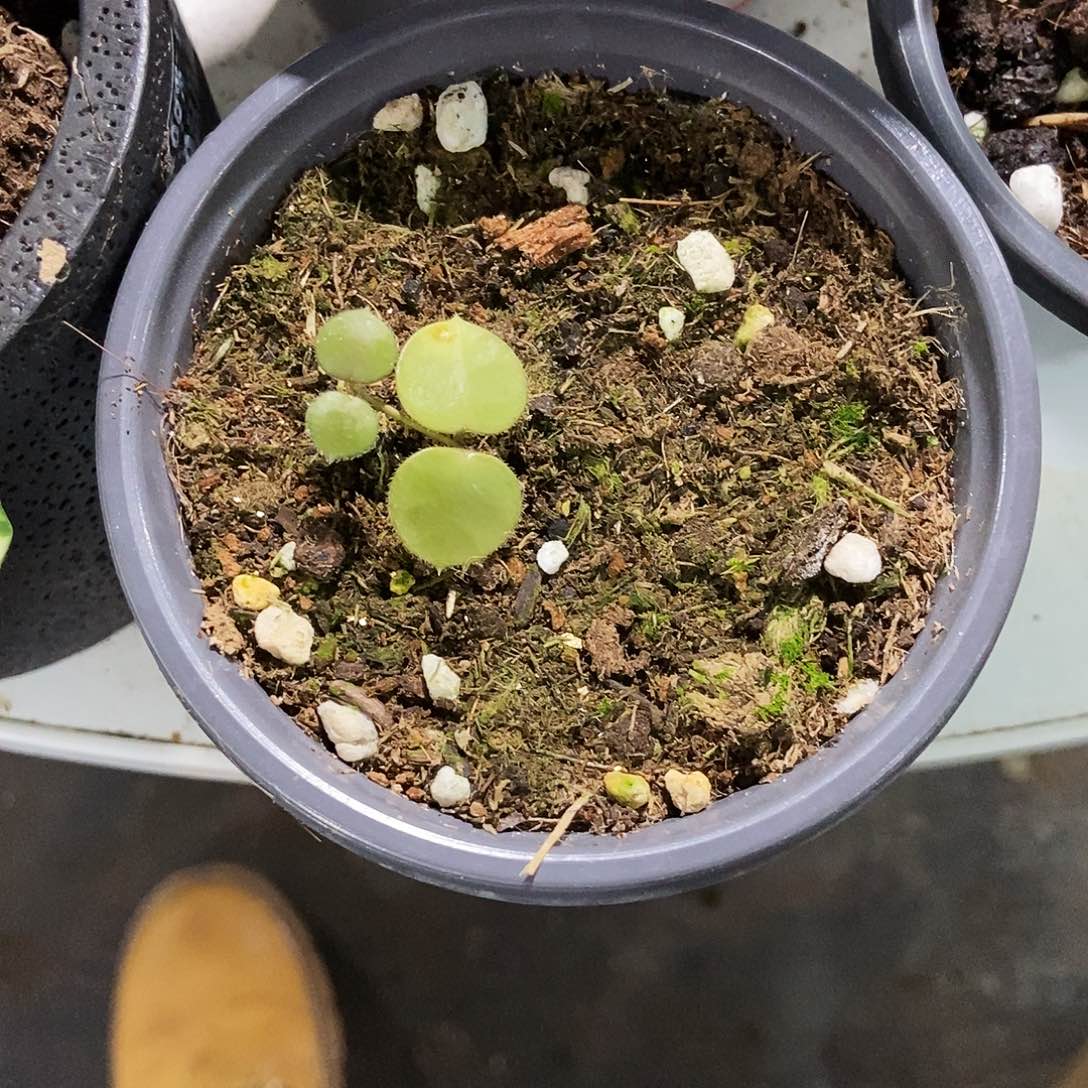 完全开放塔塔球兰一物一拍