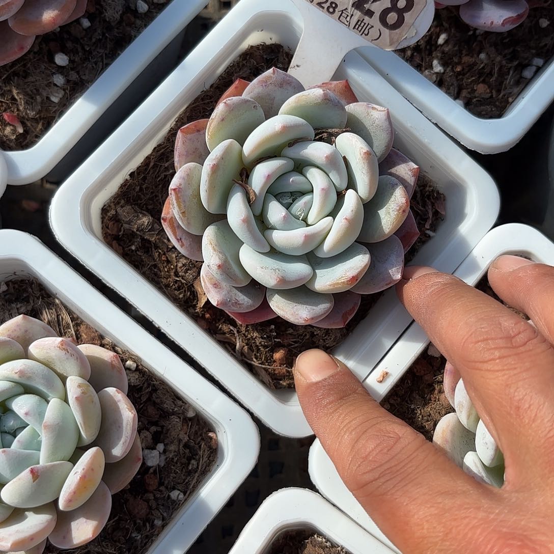 A128奶盖一物一拍