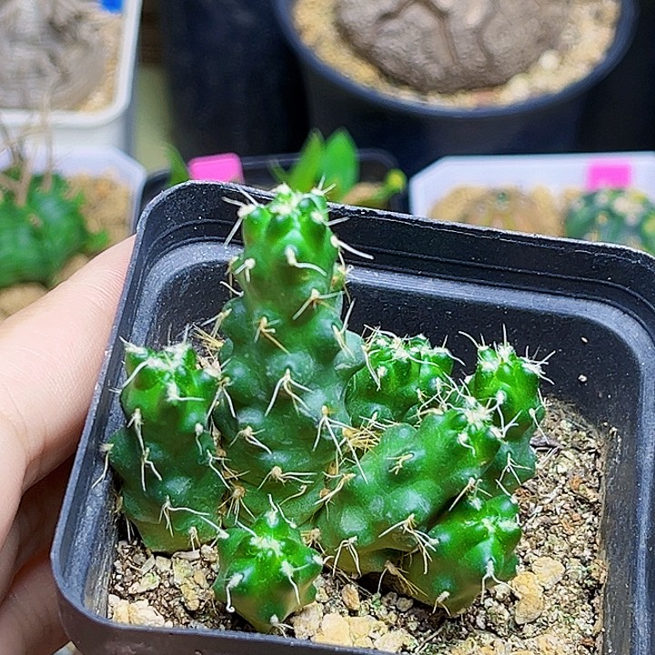 戒指团扇一颗一颗一颗
