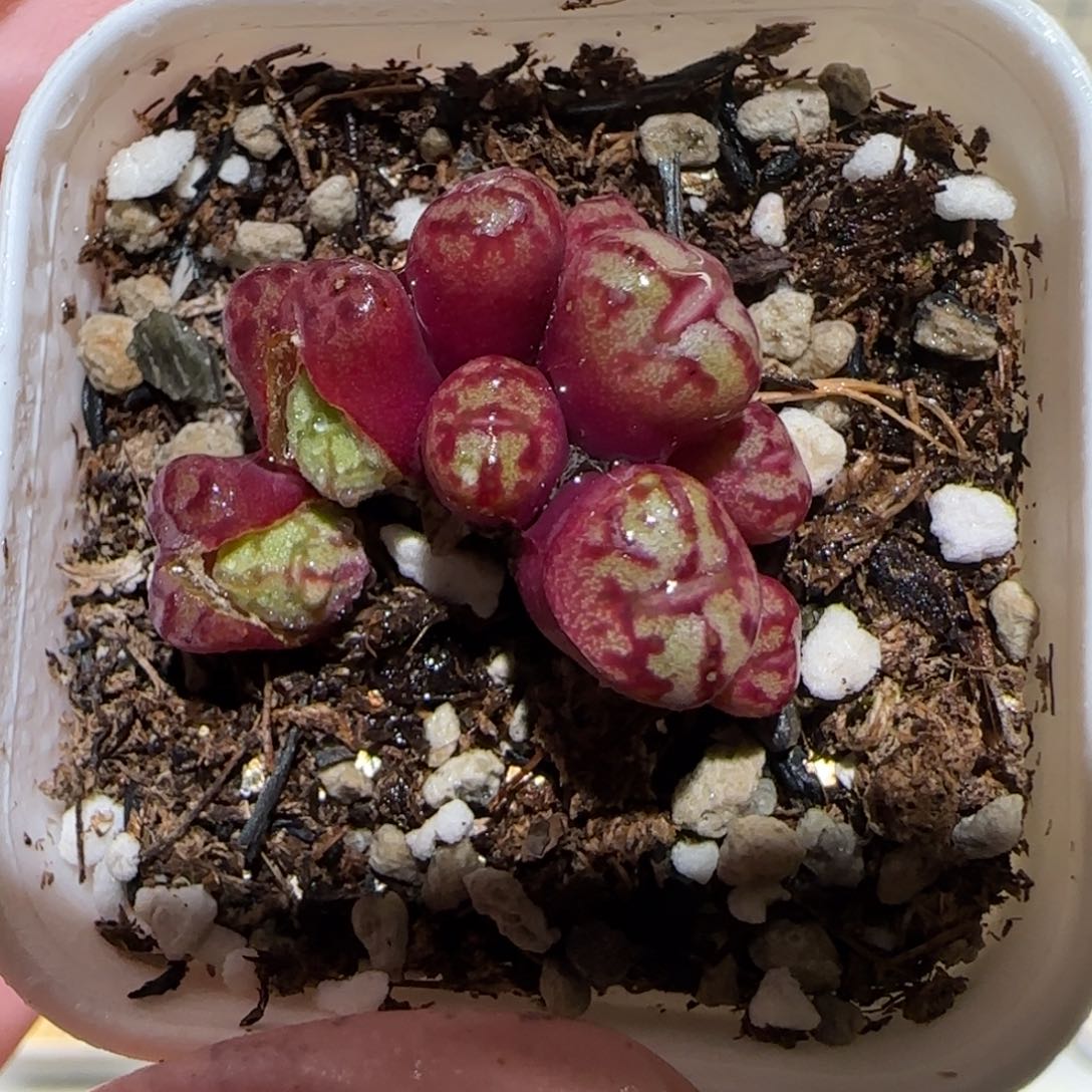 肉锥多肉植物百科-1318