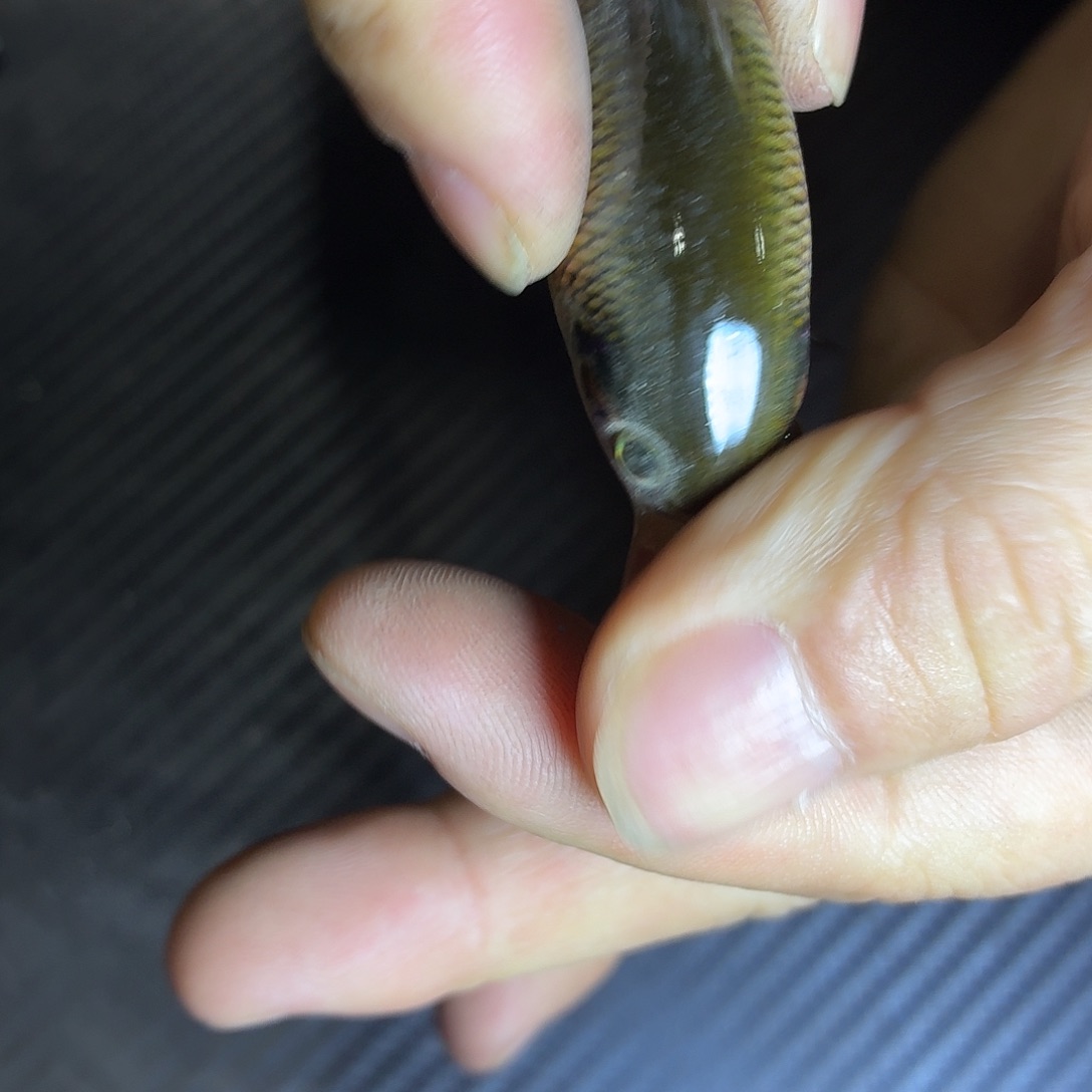 H176-5个颜色随机