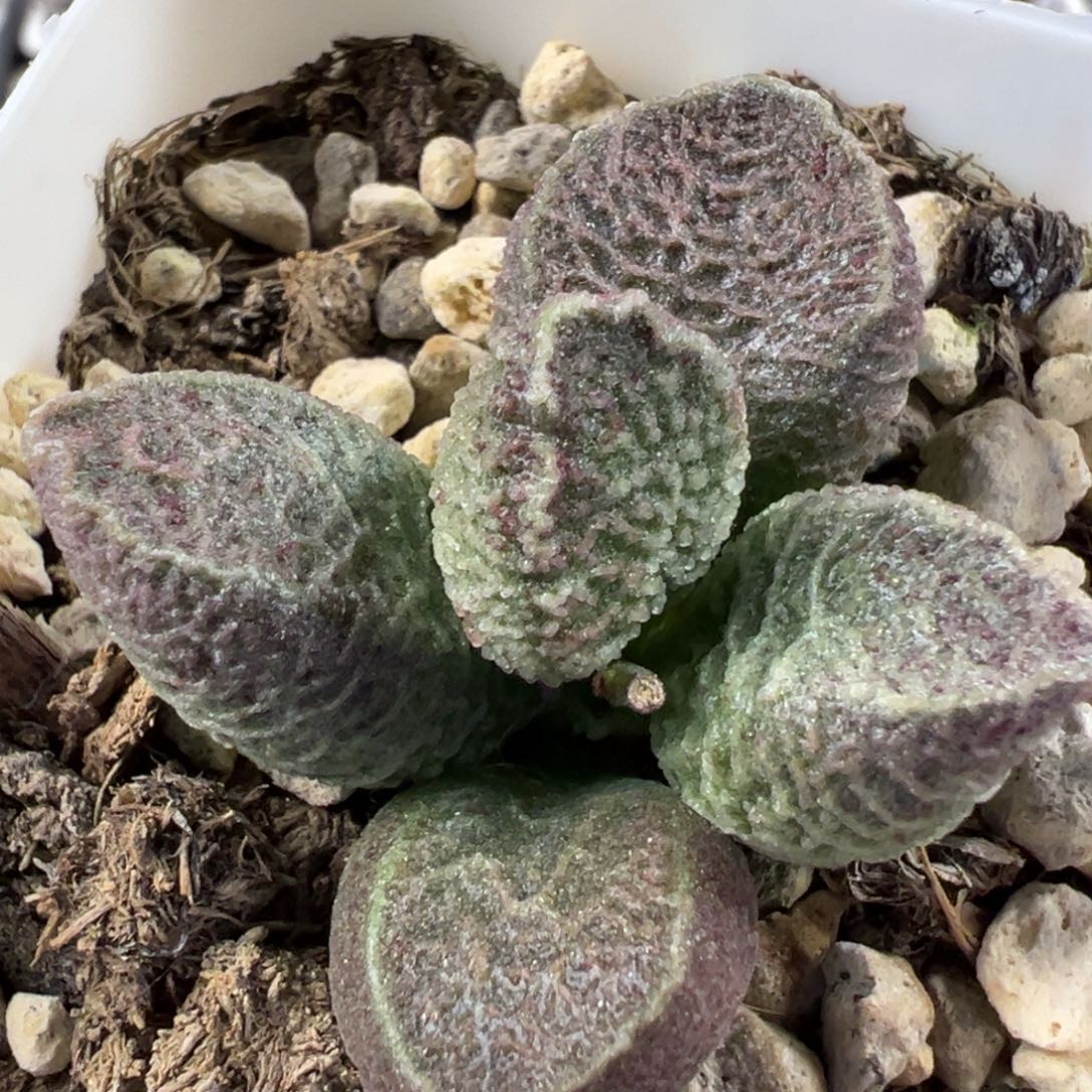 绿紫色系横向纹路款实生新品