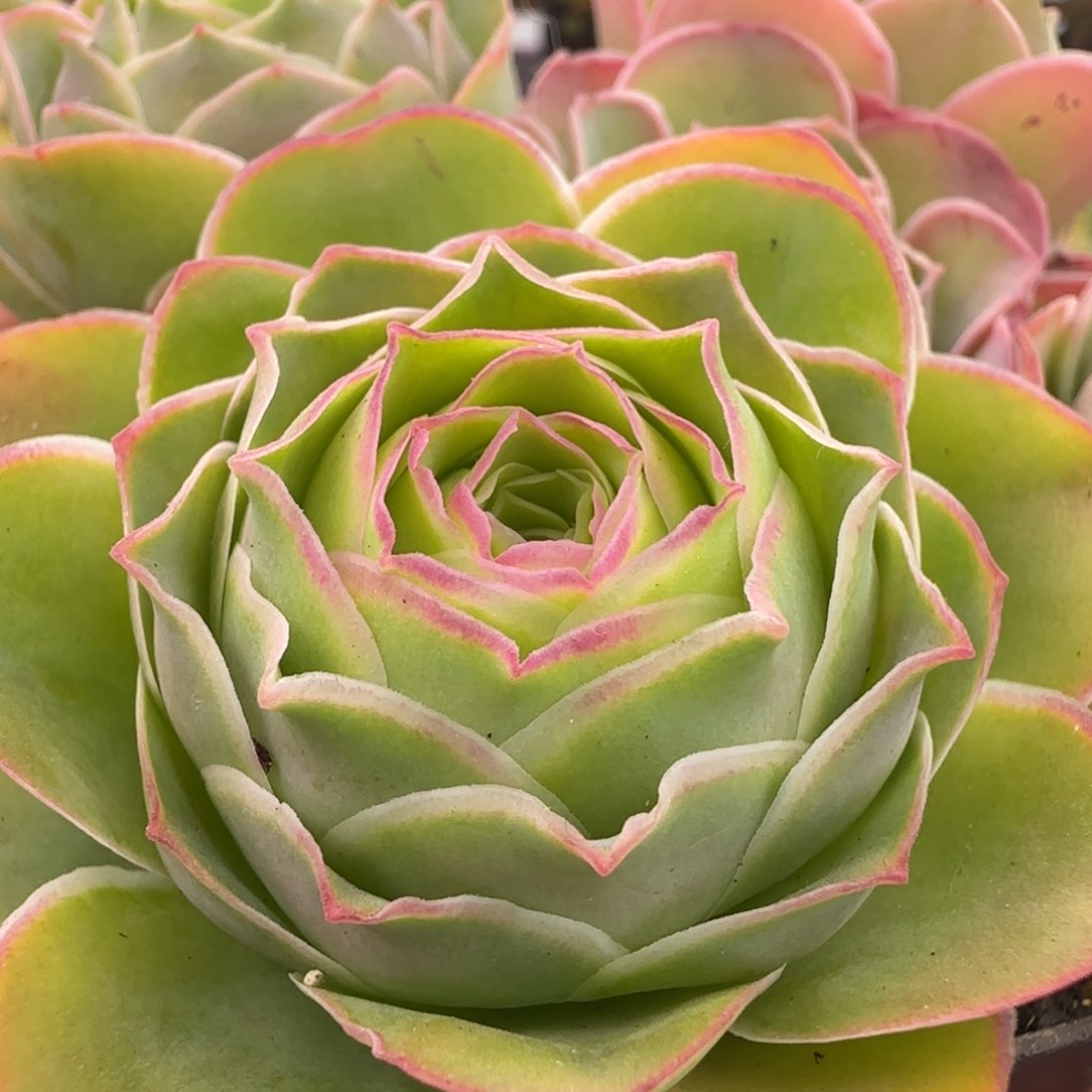 半城玫瑰日耳曼L90