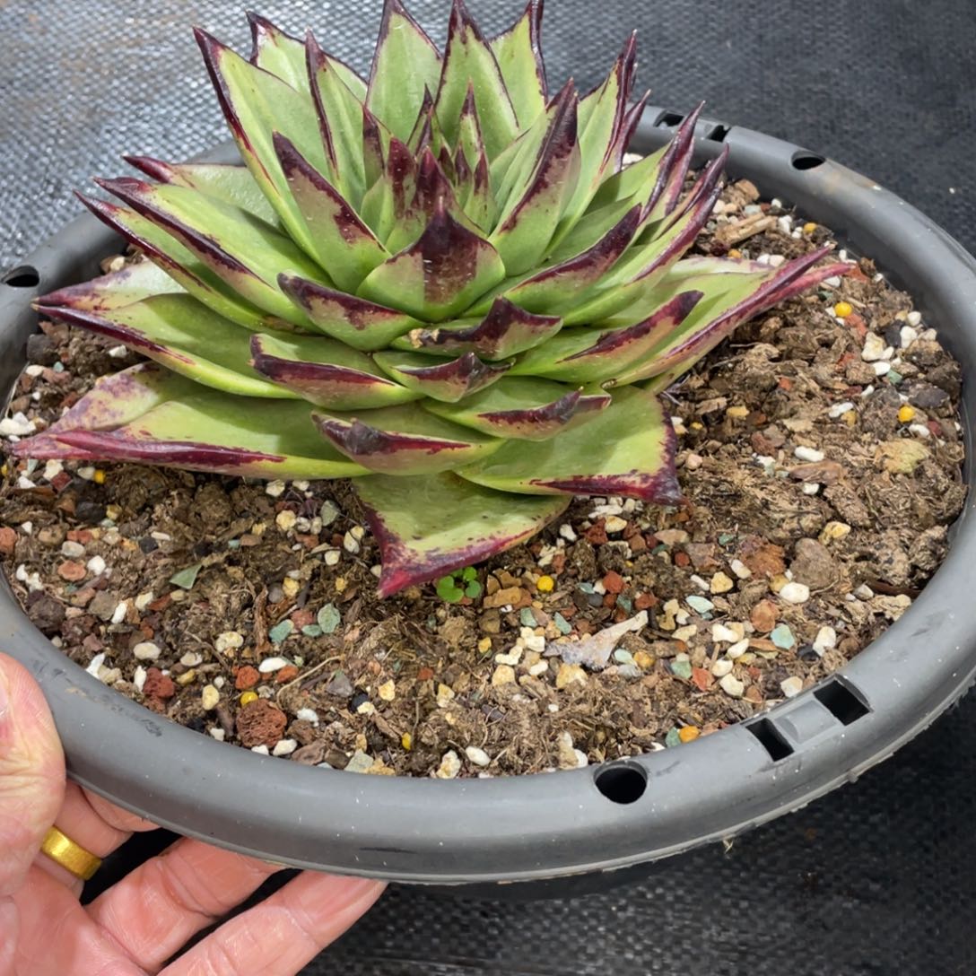 多肉植物，山人园艺
